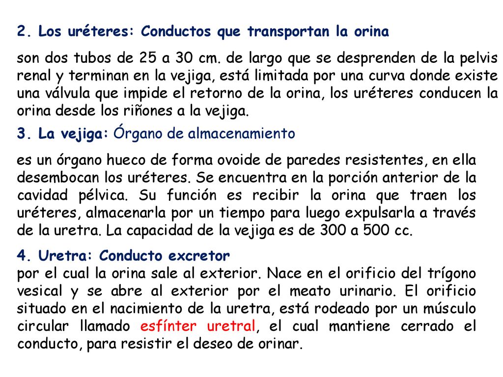 2. Los uréteres: Conductos que transportan la orina