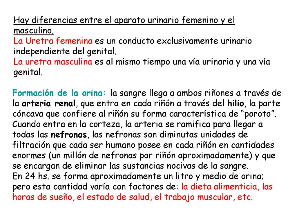 Hay diferencias entre el aparato urinario femenino y el masculino