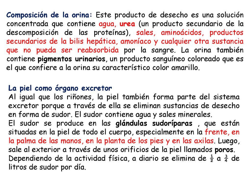 Composición de la orina: Este producto de desecho es una solución concentrada que contiene agua, urea (un producto secundario de la descomposición de las proteínas), sales, aminoácidos, productos secundarios de la bilis hepática, amoníaco y cualquier otra sustancia que no pueda ser reabsorbida por la sangre. La orina también contiene pigmentos urinarios, un producto sanguíneo coloreado que es el que confiere a la orina su característico color amarillo.
