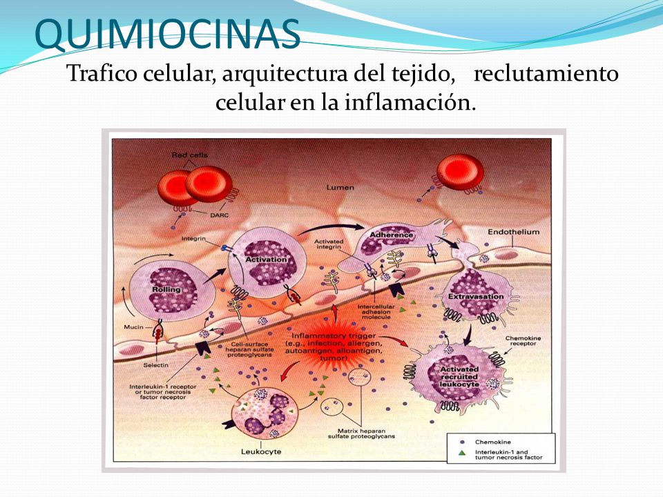 QUIMIOCINAS Trafico celular, arquitectura del tejido, reclutamiento celular en la inflamación.