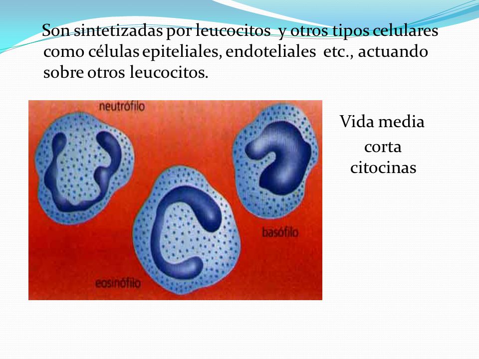 Son sintetizadas por leucocitos y otros tipos celulares como células epiteliales, endoteliales etc., actuando sobre otros leucocitos.