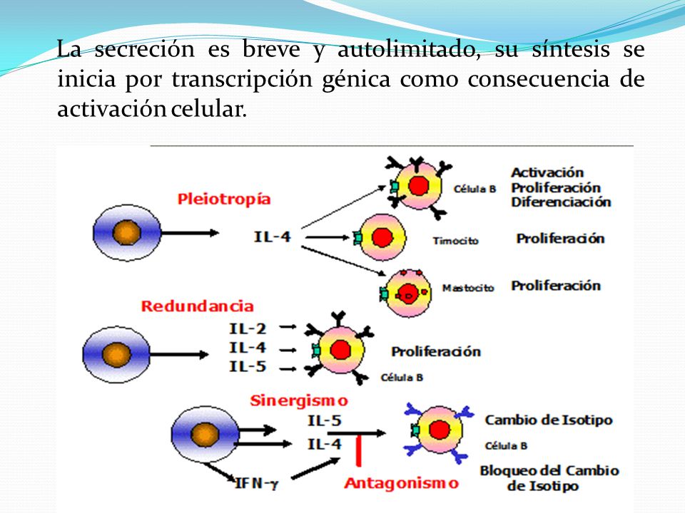 La secreción es breve y autolimitado, su síntesis se inicia por transcripción génica como consecuencia de activación celular.