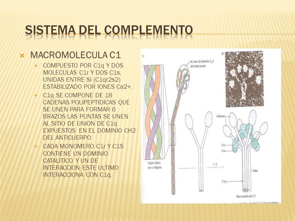 SISTEMA DEL COMPLEMENTO