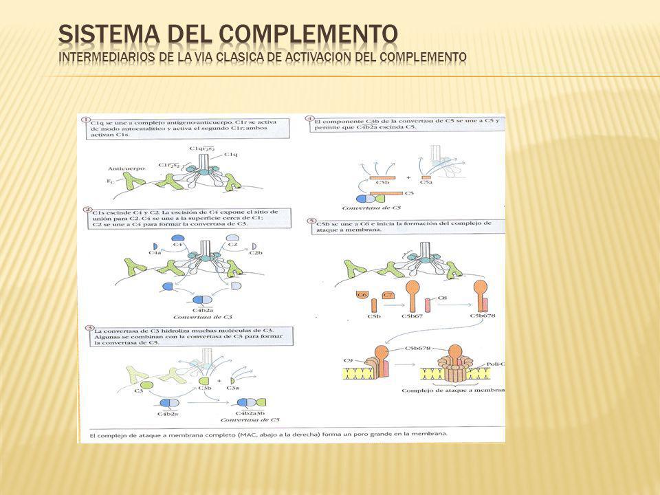 SISTEMA DEL COMPLEMENTO INTERMEDIARIOS DE LA VIA CLASICA DE ACTIVACION DEL COMPLEMENTO