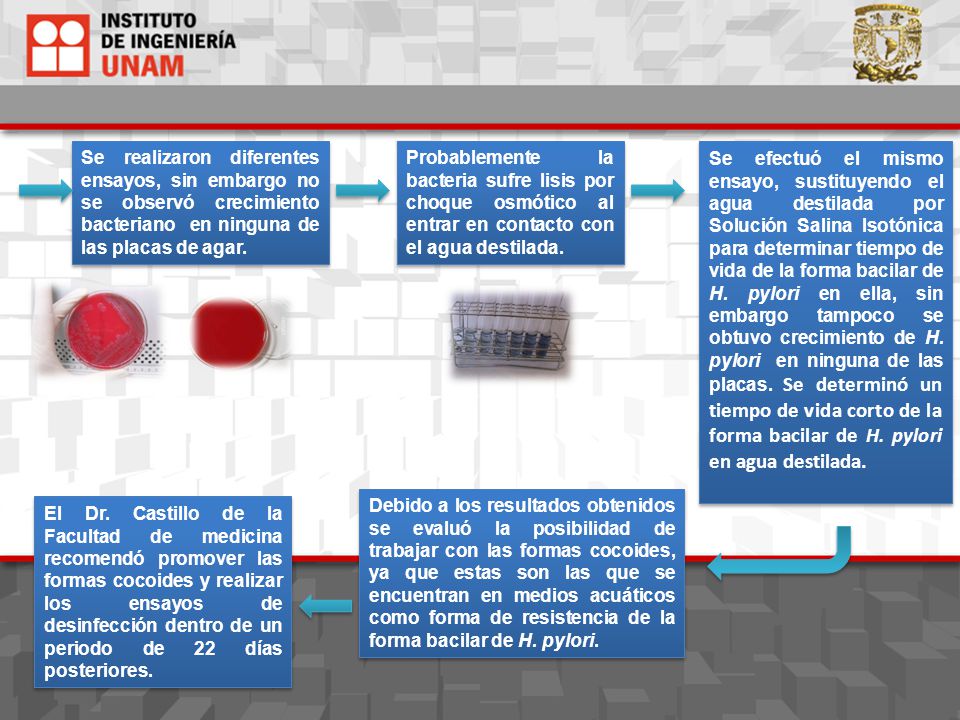 Se realizaron diferentes ensayos, sin embargo no se observó crecimiento bacteriano en ninguna de las placas de agar.