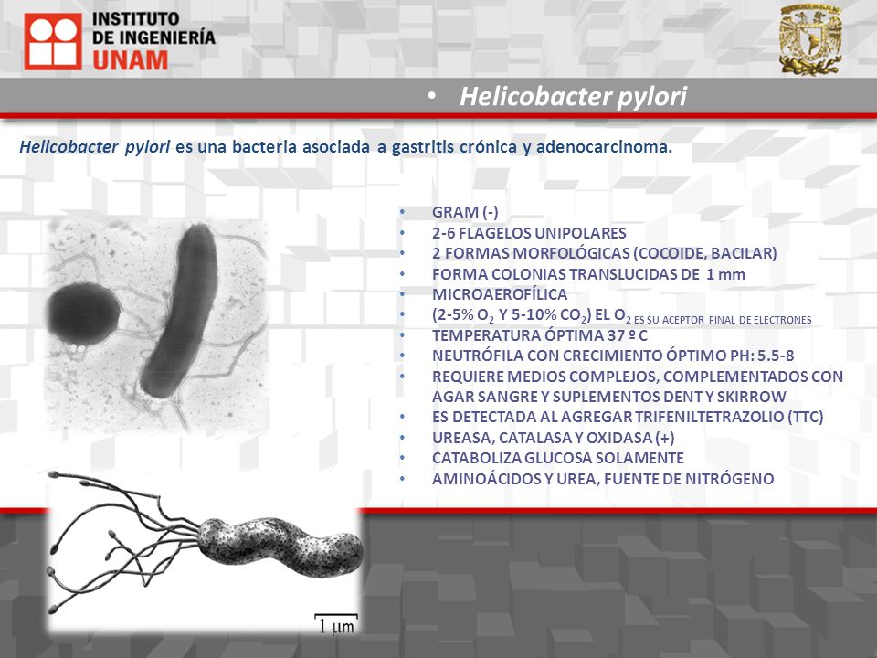 Helicobacter pylori Helicobacter pylori es una bacteria asociada a gastritis crónica y adenocarcinoma.
