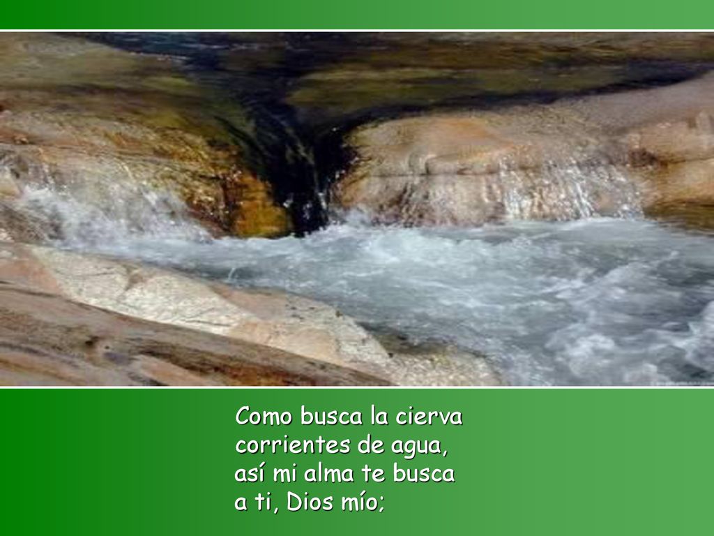 Como busca la cierva corrientes de agua, así mi alma te busca a ti, Dios mío;