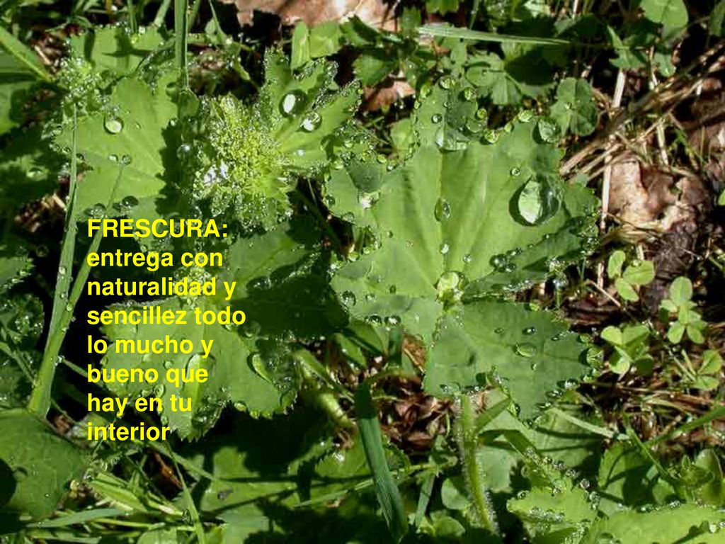 FRESCURA: entrega con naturalidad y sencillez todo lo mucho y bueno que hay en tu interior