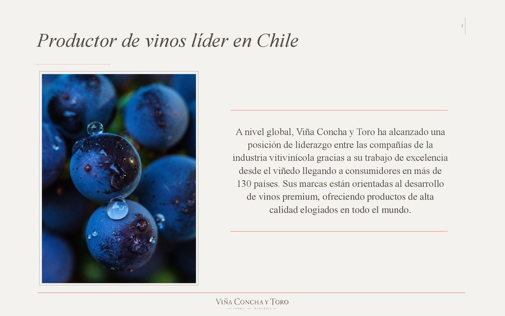 Productor de vinos líder en Chile