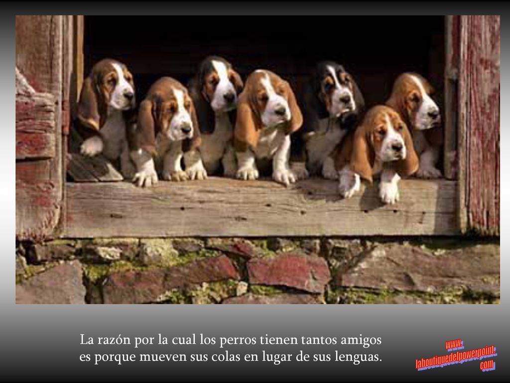 La razón por la cual los perros tienen tantos amigos