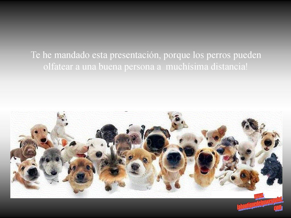 Te he mandado esta presentación, porque los perros pueden