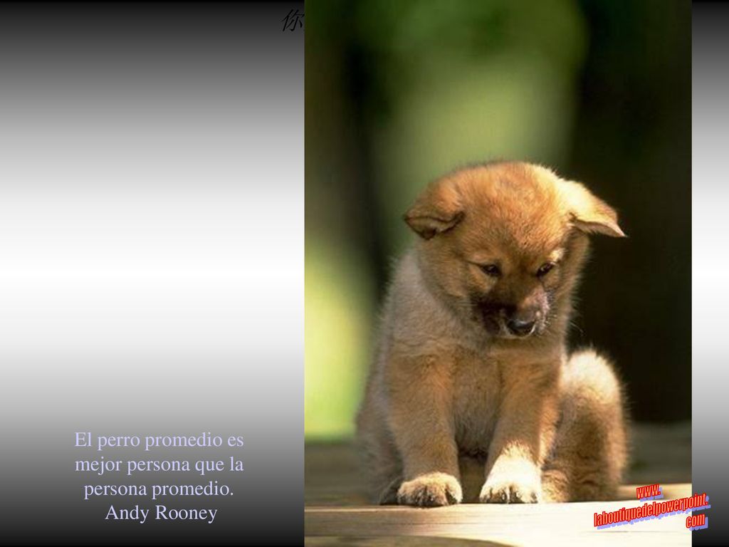 你默默的回首 El perro promedio es mejor persona que la persona promedio.