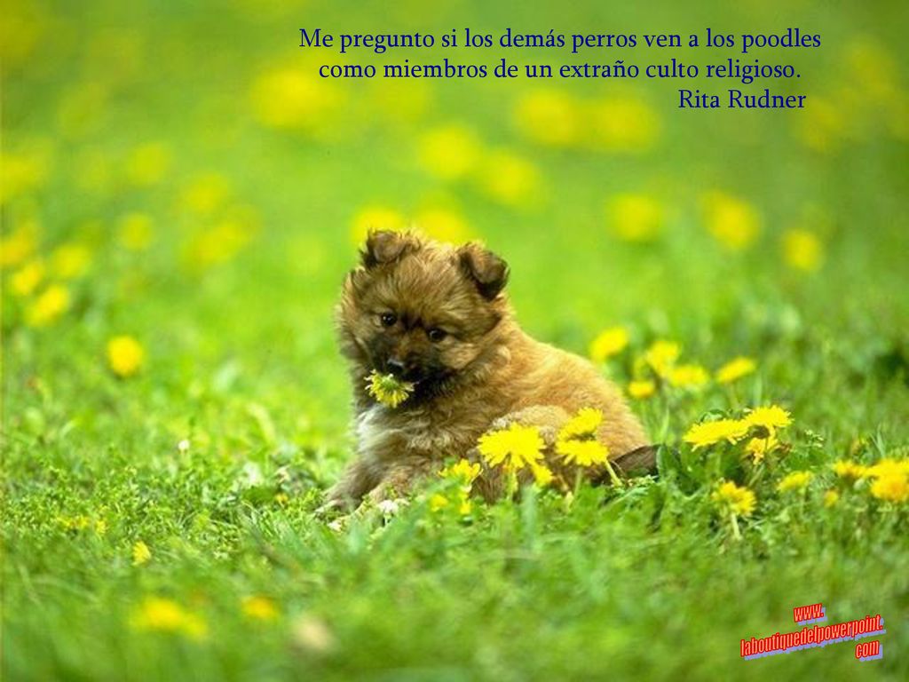 Me pregunto si los demás perros ven a los poodles