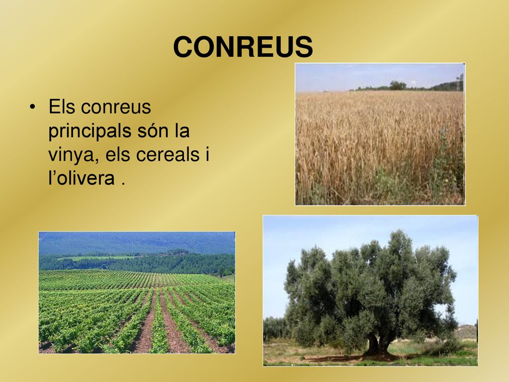 CONREUS Els conreus principals són la vinya, els cereals i l’olivera .