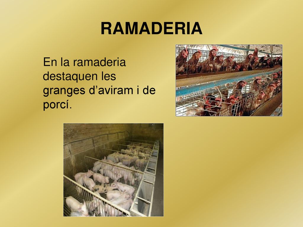 RAMADERIA En la ramaderia destaquen les granges d’aviram i de porcí.