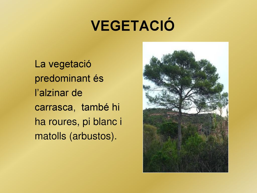 VEGETACIÓ La vegetació predominant és l’alzinar de carrasca, també hi