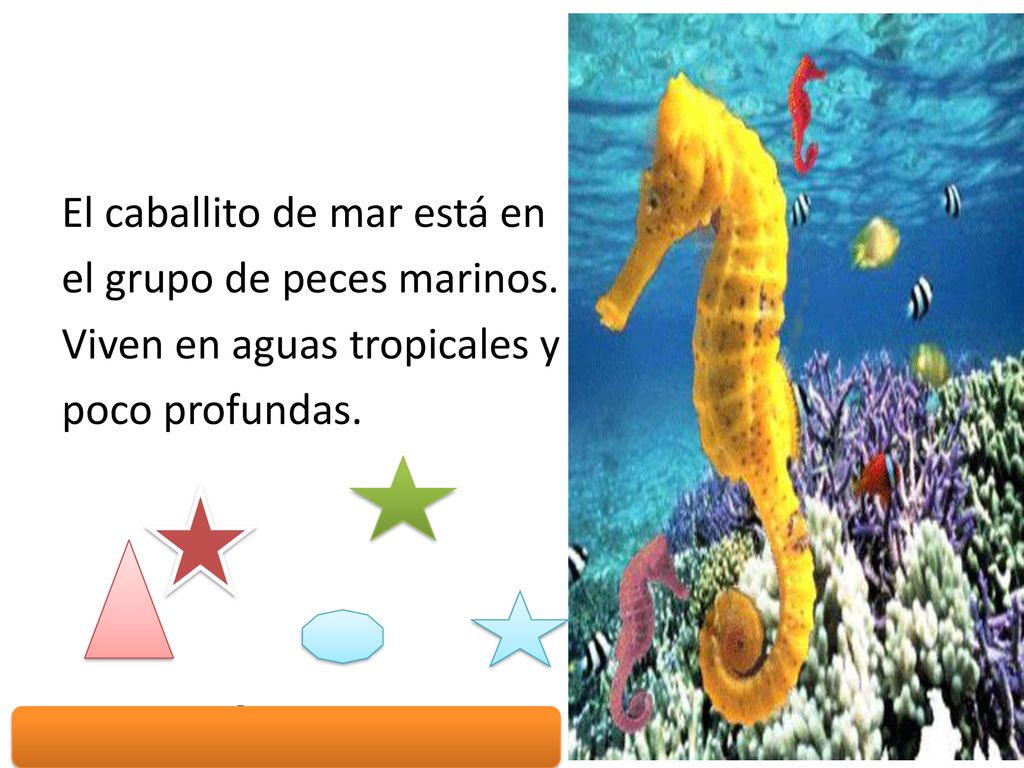 El caballito de mar está en el grupo de peces marinos