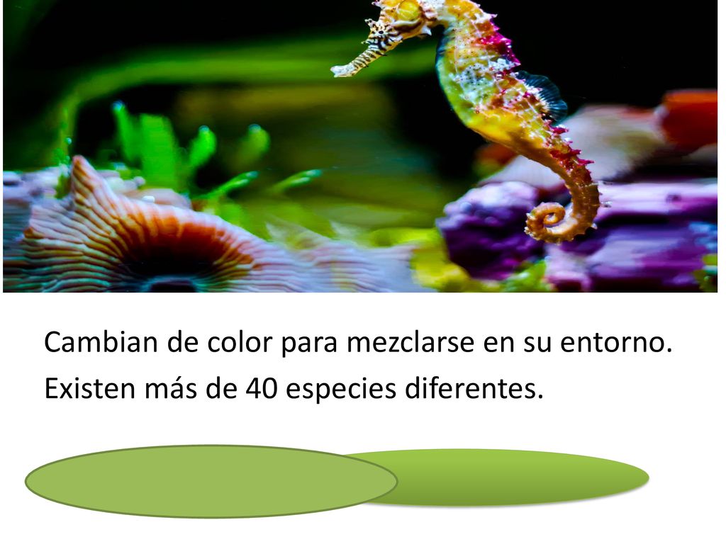 Cambian de color para mezclarse en su entorno