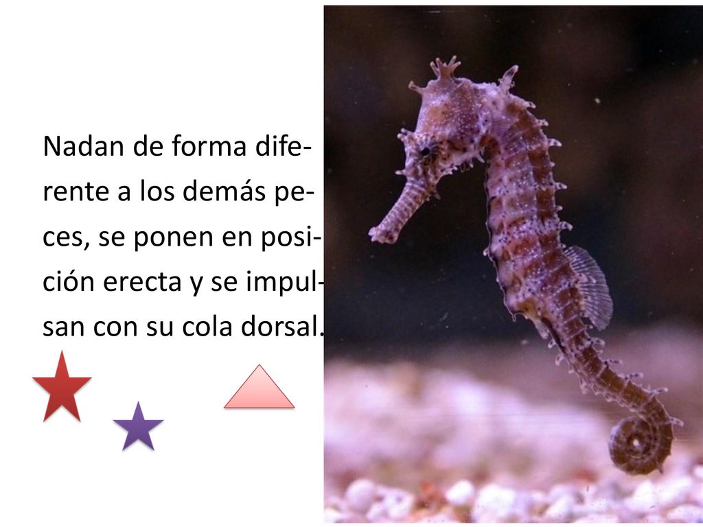 Nadan de forma dife- rente a los demás pe- ces, se ponen en posi- ción erecta y se impul- san con su cola dorsal.
