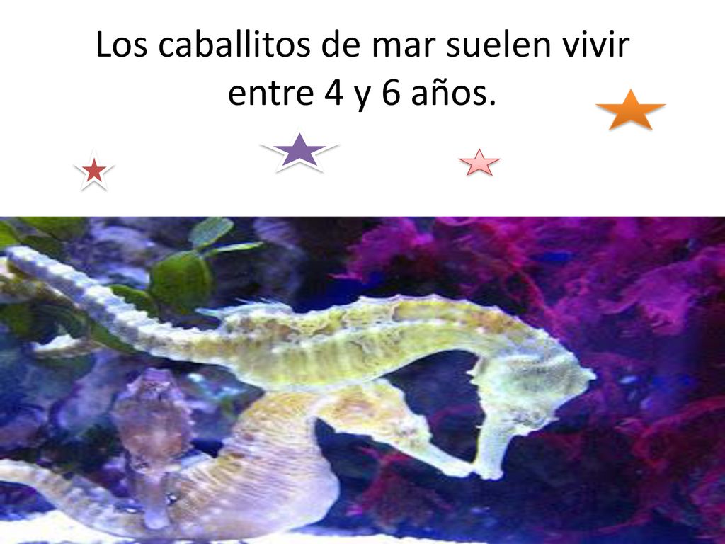 Los caballitos de mar suelen vivir entre 4 y 6 años.