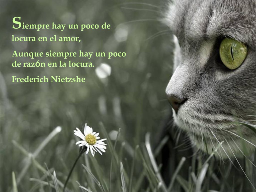 Siempre hay un poco de locura en el amor,