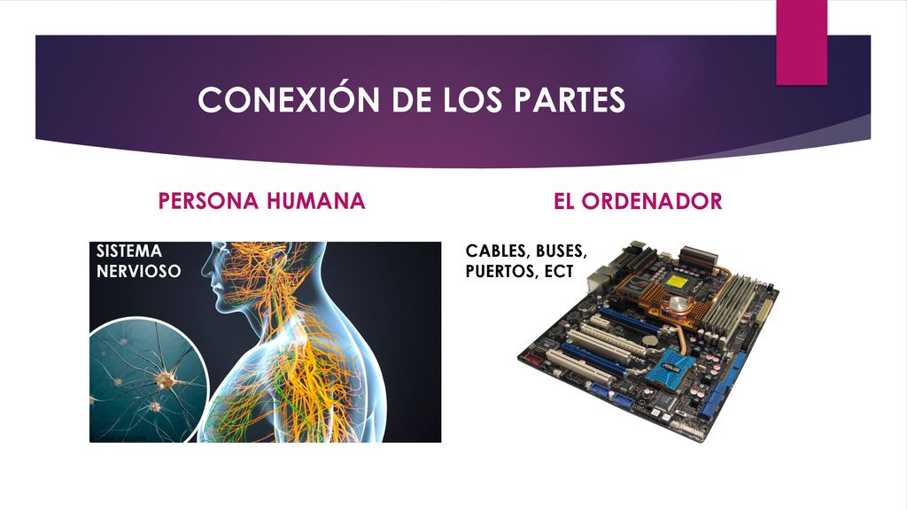 CONEXIÓN DE LOS PARTES PERSONA HUMANA EL ORDENADOR SISTEMA NERVIOSO