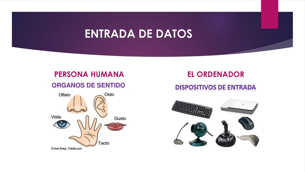 ENTRADA DE DATOS PERSONA HUMANA EL ORDENADOR ORGANOS DE SENTIDO