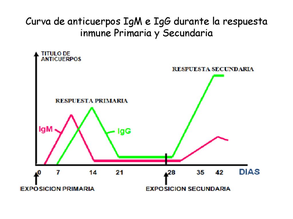 Curva de anticuerpos IgM e IgG durante la respuesta inmune Primaria y Secundaria
