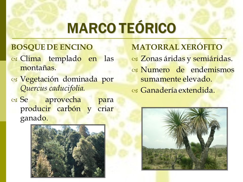 MARCO TEÓRICO BOSQUE DE ENCINO Clima templado en las montañas.