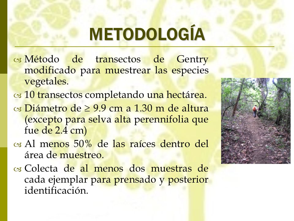 METODOLOGÍA Método de transectos de Gentry modificado para muestrear las especies vegetales. 10 transectos completando una hectárea.