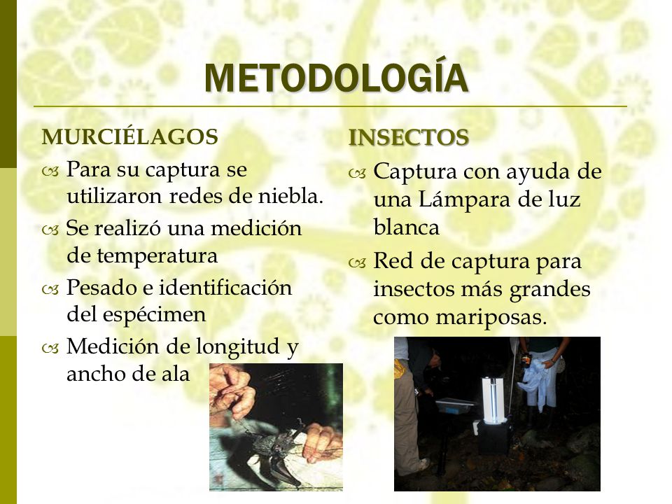 METODOLOGÍA INSECTOS Captura con ayuda de una Lámpara de luz blanca