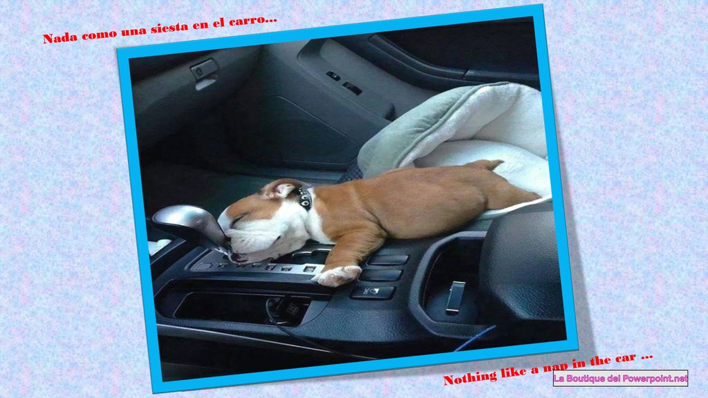 Nada como una siesta en el carro... Nothing like a nap in the car ...