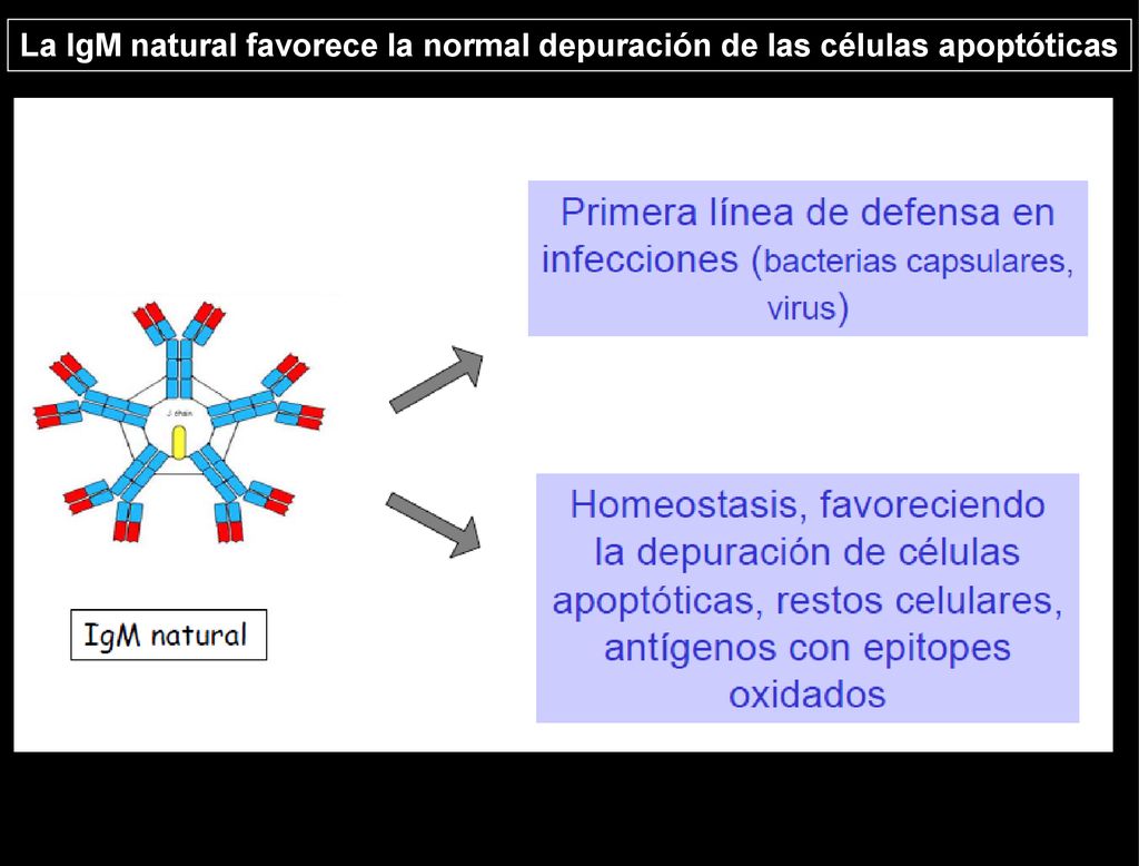 La IgM natural favorece la normal depuración de las células apoptóticas