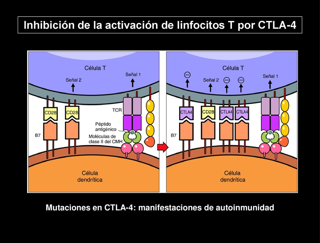 Inhibición de la activación de linfocitos T por CTLA-4