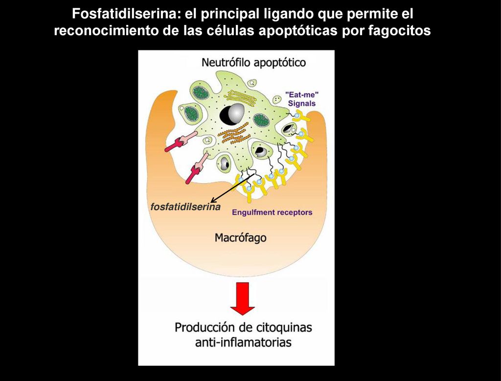 Fosfatidilserina: el principal ligando que permite el reconocimiento de las células apoptóticas por fagocitos