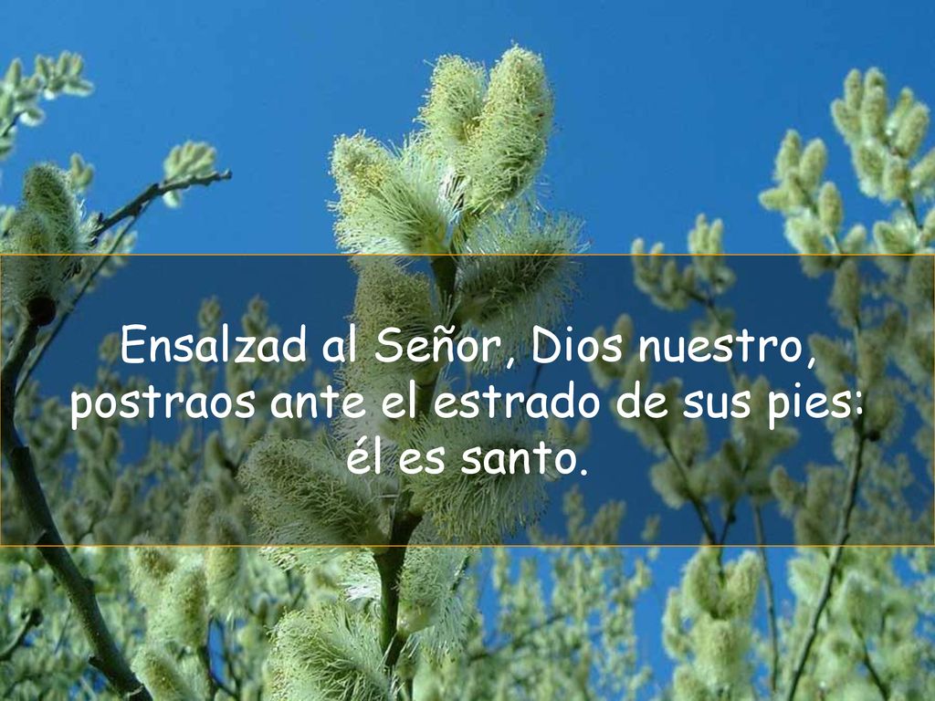 Ensalzad al Señor, Dios nuestro, postraos ante el estrado de sus pies: