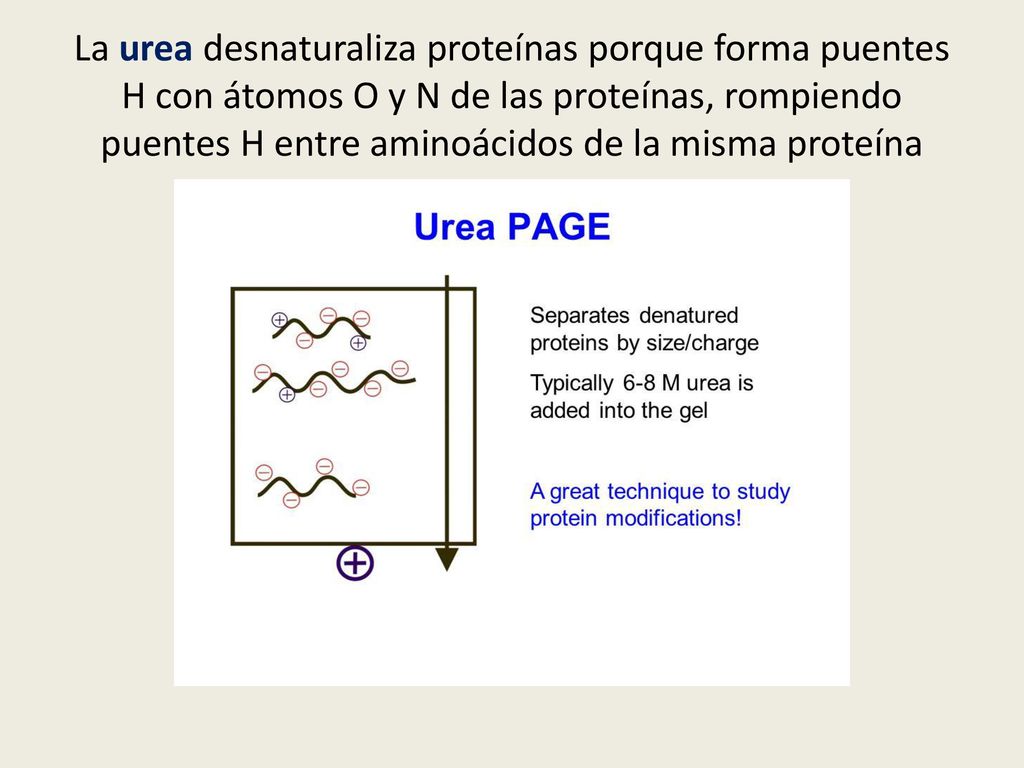 La urea desnaturaliza proteínas porque forma puentes H con átomos O y N de las proteínas, rompiendo puentes H entre aminoácidos de la misma proteína