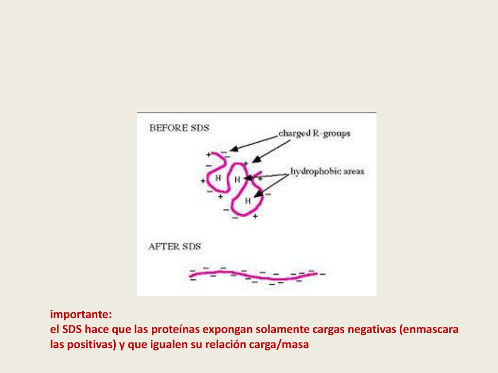 importante: el SDS hace que las proteínas expongan solamente cargas negativas (enmascara las positivas) y que igualen su relación carga/masa.