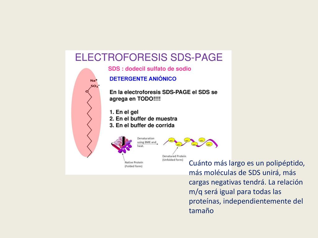Cuánto más largo es un polipéptido, más moléculas de SDS unirá, más cargas negativas tendrá.