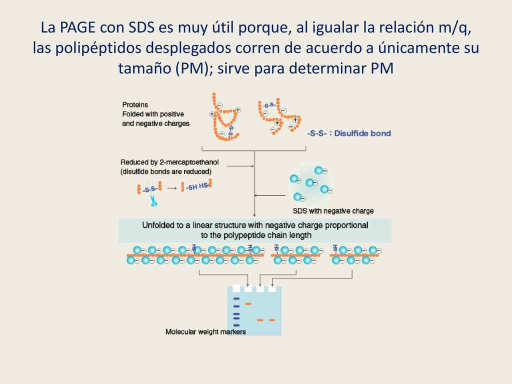 La PAGE con SDS es muy útil porque, al igualar la relación m/q, las polipéptidos desplegados corren de acuerdo a únicamente su tamaño (PM); sirve para determinar PM