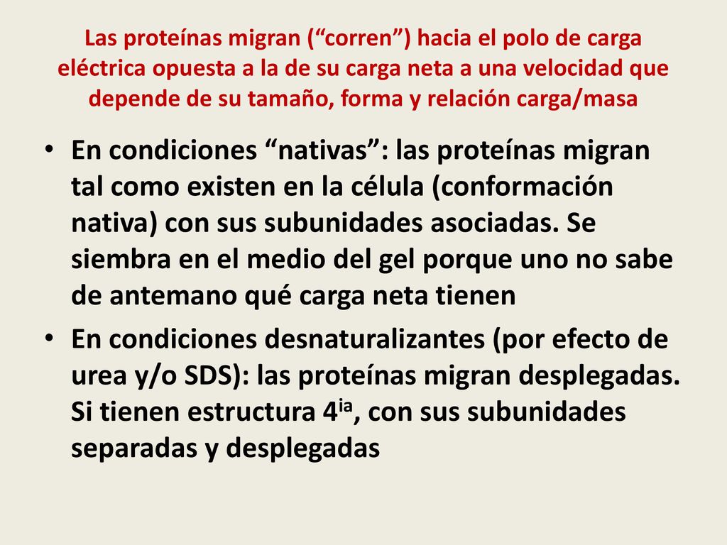 Las proteínas migran ( corren ) hacia el polo de carga eléctrica opuesta a la de su carga neta a una velocidad que depende de su tamaño, forma y relación carga/masa