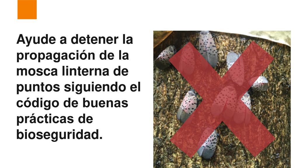 Ayude a detener la propagación de la mosca linterna de puntos siguiendo el código de buenas prácticas de bioseguridad.