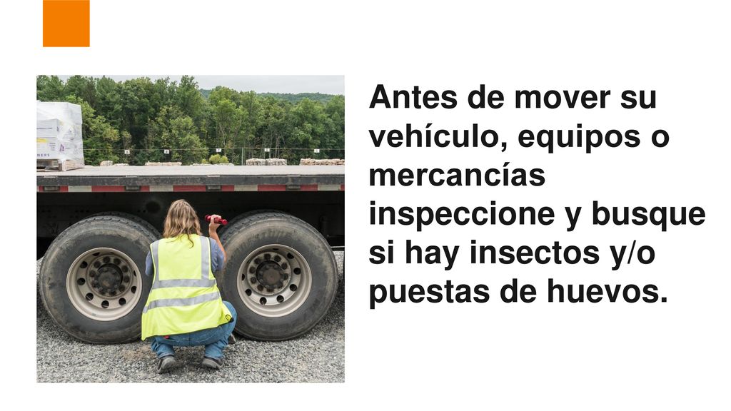 Antes de mover su vehículo, equipos o mercancías inspeccione y busque si hay insectos y/o puestas de huevos.