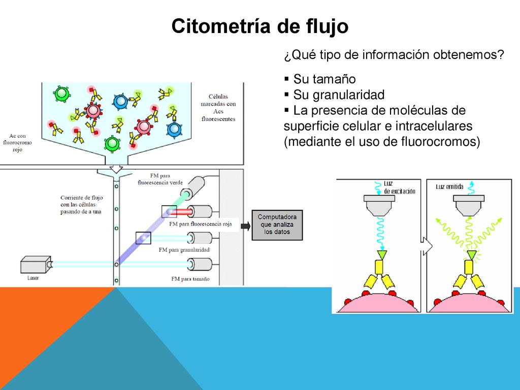 Citometría de flujo ¿Qué tipo de información obtenemos Su tamaño