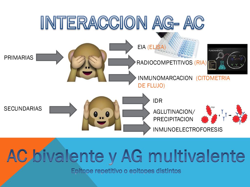 AC bivalente y AG multivalente Epitope repetitivo o epitopes distintos