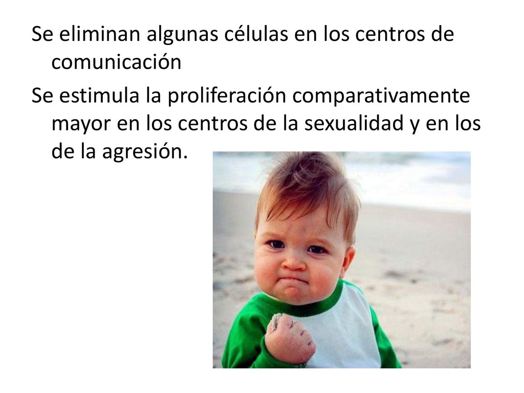 Se eliminan algunas células en los centros de comunicación Se estimula la proliferación comparativamente mayor en los centros de la sexualidad y en los de la agresión.