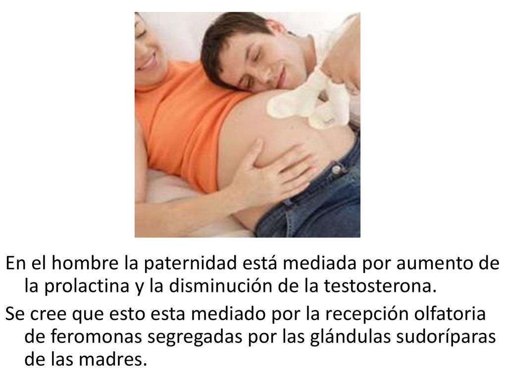En el hombre la paternidad está mediada por aumento de la prolactina y la disminución de la testosterona.