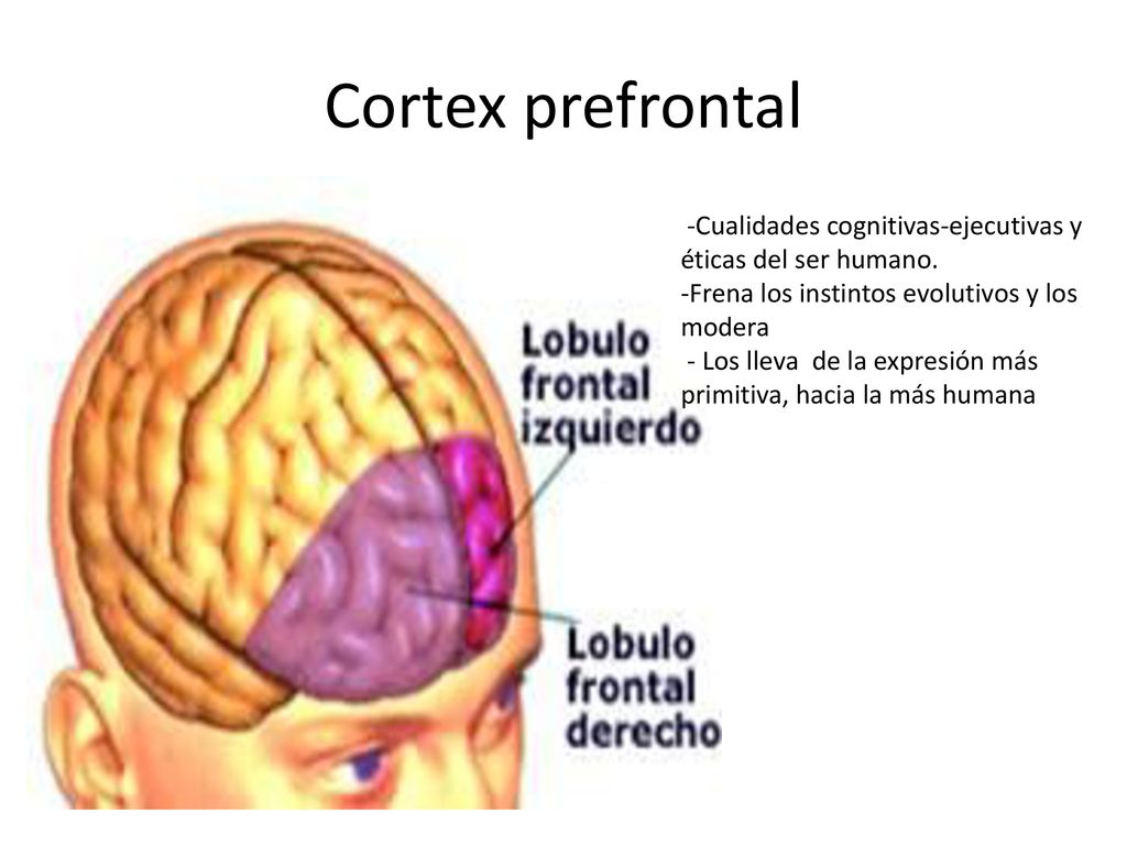 Cortex prefrontal -Cualidades cognitivas-ejecutivas y éticas del ser humano. -Frena los instintos evolutivos y los modera.