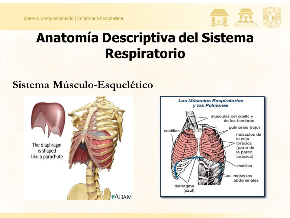 Anatomía Descriptiva del Sistema Respiratorio