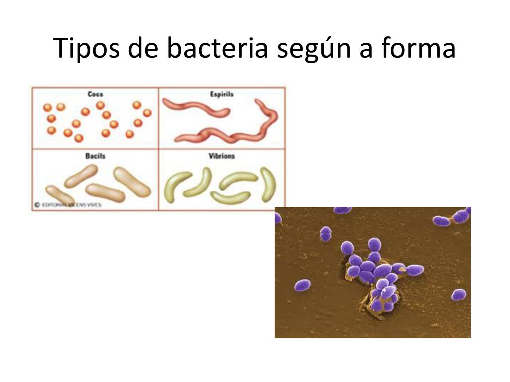 Tipos de bacteria según a forma